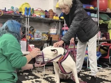 英国巨型恶霸犬频繁伤人致死！政府欲颁禁令，反引抢购潮？