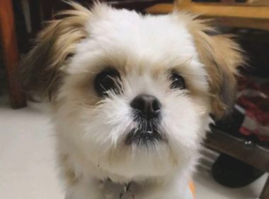 遛猫遛狗时被流浪犬追随，女生喂它点狗粮后，自己狗子见到却超凶了