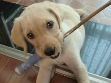 主人家拿着教鞭训狗,却反被机敏狗狗招数,网民看过开怀大笑