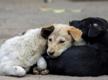 全球首个!不丹宣布已对流浪狗全面绝育、接种疫苗