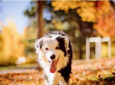 狗狗掉毛惹人烦，我有妙招来解决！