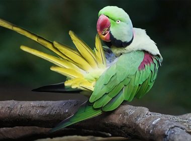 亚历山大鹦鹉身份信息