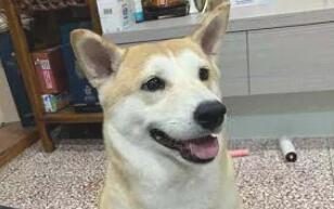 本来是柴犬却被误以为秋田,仅因奶奶怕它饿