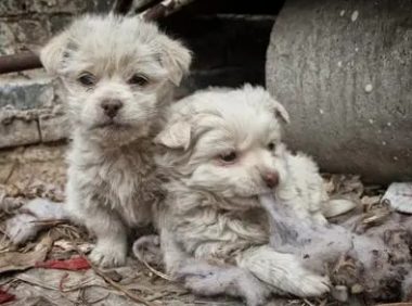 一只流浪狗发狂咬伤爷孙俩 事发三江同乐高培村