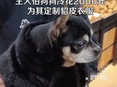 男子花2000元为宠物狗定制貂皮衣服,网友:人不如狗