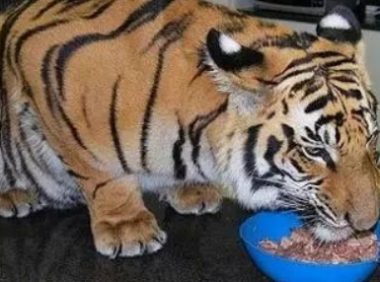 小老虎吃狗妈妈的奶水长大，成年之后变这样，萌翻了！