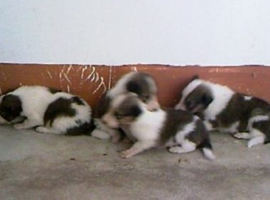 残害九只小狗 澳纽省男被判监18个月