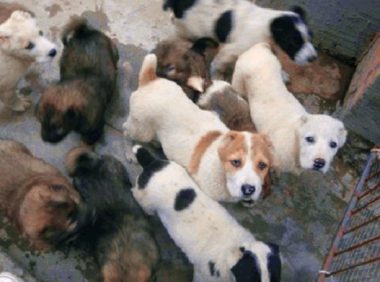 肉狗 饲养管理技术要点大量出售