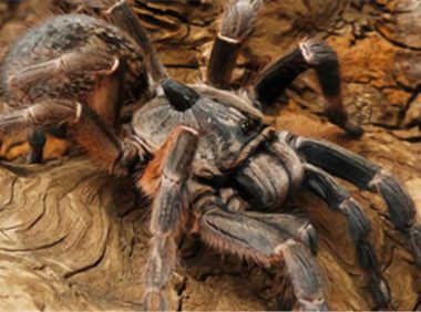 东非角巴布身份信息