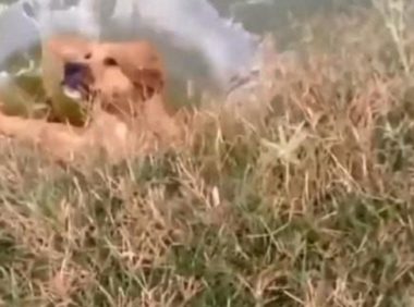 狗狗被骂出走,坐着小河边翻滚出气,一不小心竟把自己坑惨了