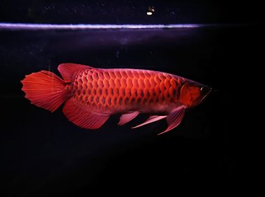 血红龙身份信息