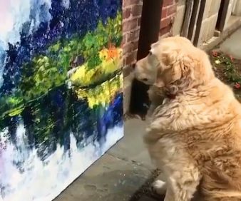 金毛被马路边的画吸引住,坐地不动,网民:它是一条懂造型艺术的狗