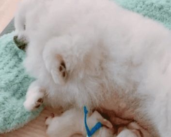 外网分享家里狗狗当妈妈的照片,网友被萌翻