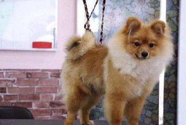 爱犬美容惨遭剪耳主人找宠物店理论