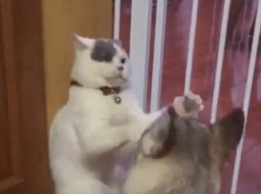 猫咪被狗逼角落欺负,最终无奈的还了几下