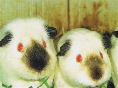 喜马拉雅天竺鼠身份信息