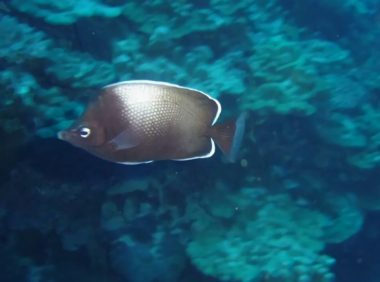 复活岛蝶身份信息