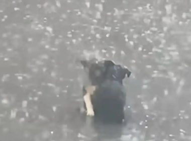 流浪狗暴雨中相拥终获救，好心人伸出援手给予新家