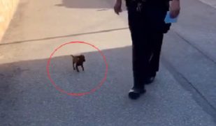小奶狗在街头流浪，它遇到了暖心警察，现在成功晋升为“警犬”