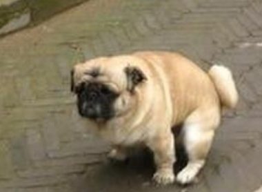 环卫工人制止宠物狗随地大小便 招主人暴打