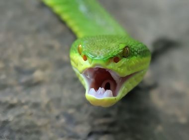 白唇竹叶青身份信息