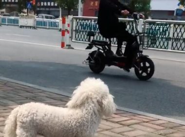 狗追人致伤，狗主人被判罚21万