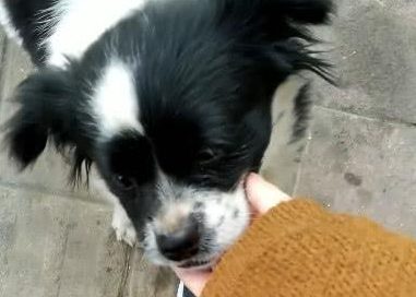 捡了只流浪犬,带回去后被老人说:养这类狗狗简直晦气,别养了