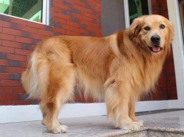 狗狗回乡过年前后大对比：你谁啊？我家狗呢！