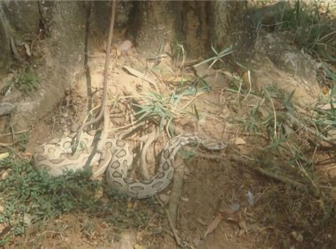 圆斑蝰身份信息