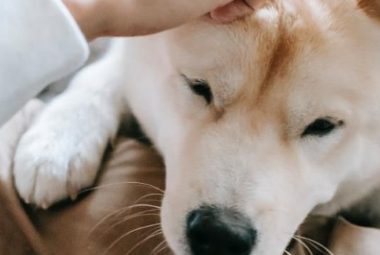 现实版“忠犬八公”，狗狗风雨无阻在车站等待主人出现