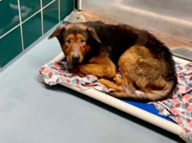 得知要被安乐死,绝望的狗狗彻底放弃了自己,幸运的是…