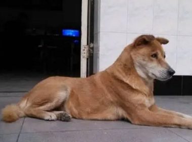 狗是人类最忠实的朋友，相伴十年的爱犬走了，愿它在天堂快乐幸福