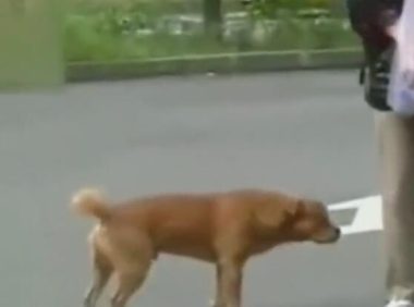 狗狗公交车站等主人一年,每日闻味道找主人,忠犬令人泪崩!