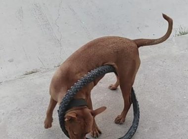 比特犬用自行车轮胎困住自己 网友:有点蠢
