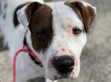 流浪狗从来没进过屋,有了家后它的这个举动,让网友心疼坏了