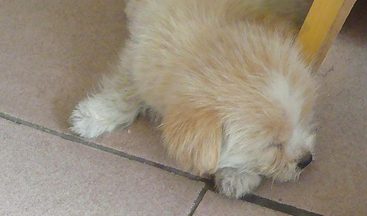 发生犬只伤人的纠纷案件 经调解达不成协议的可诉讼到人民法院