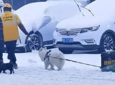 被迫营业！外卖小哥让狗狗雪地里拉外卖箱，网友：狗粮得靠自己赚