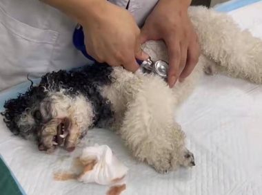 武汉一小区多只宠物狗疑吃有毒火腿肠后死亡 邻居回应被指“投毒”：有误会