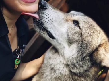 漂亮美女因收服天然的巨狼爆火，权威专家就说：别着急，这货将会是狗…