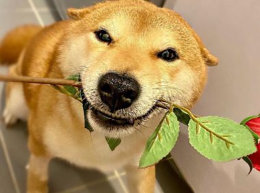 主人回家看到满地黑脚印,柴犬竟然浴室主动求洗白