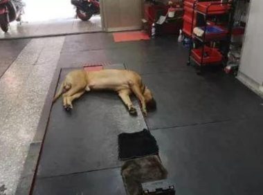 主人回家发现狗子头垂直朝下，以为它死掉了，走过去一看笑喷了