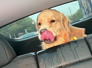 狗狗看到主人在车上吃东西，它的口水全流到了座位上，有多馋啊！