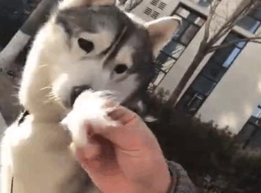 哈士奇超级变身“蒲公哈”淡定从容被主人家抓狗毛,它是大家了解的傻二哈?