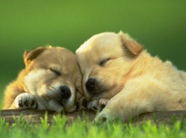 关于推广禁狗小区,进一步推进城市禁犬令的研讨会