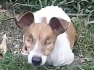 没有眼睛的狗狗惨遭遗弃，可三年后它被宠成爱笑小天使！