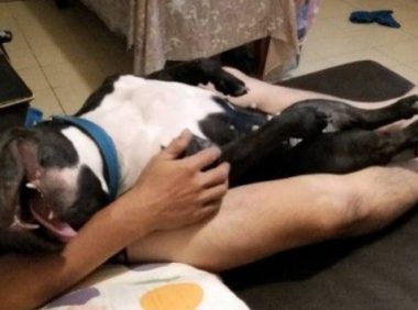 比特犬睡到翻白眼 超崩坏的模样让马麻傻眼