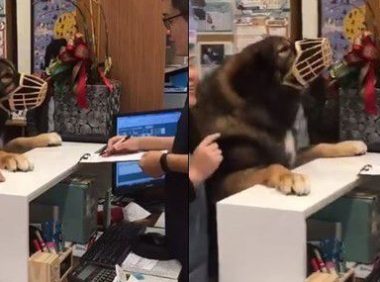 高山犬被压制打针 结束后气到找医生理论