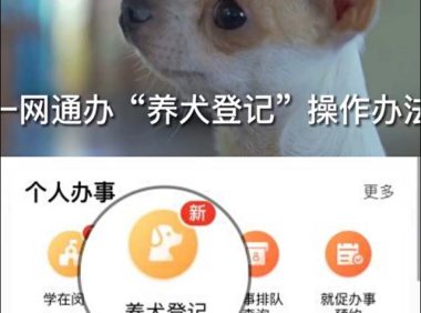 闵行首推犬只免疫和登记“一门受理”,狗狗也能体验“一网通办”