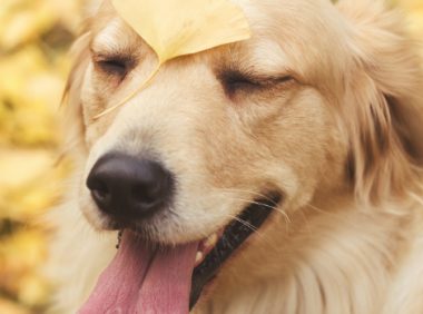 狗狗撞了小孩 | 两岁女孩被金毛犬撞成骨折 遭遇大型犬须咋防范