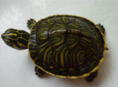 甜甜圈龟身份信息